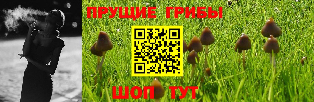 Псилоцибиновые грибы Psilocybine cubensis Кисловодск